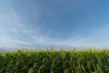 Green corn plantation with blue sky