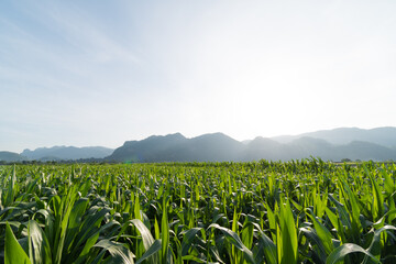 Fresh corn field with mountain