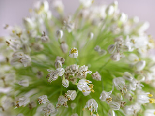 Flor de la cebolla, macrofotografía .Inflorescencia de forma redondeada compuesta por numerosas flores de pocos centímetros de tamaño. Las flores blancas están compuestas por 6 tépalos, 6 estambres-
