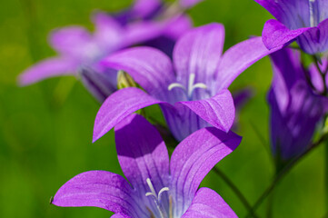 Beautiful purple forest flower bellflower
