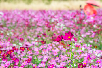 Naklejka premium Close-up pink vivid color blossom of Cosmos flower (Bipinnatus) in a field. Flower fields in Saraburi province ,Thailand. Beautiful flower background in spring season.