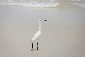 Great White Heron In Crescent Beach, Florida