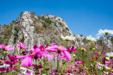 Obraz premium Pink vivid color blossom of Cosmos flower(Bipinnatus) in a field with rock mountains background and blue sky. Flower fields in Saraburi province ,Thailand. Beautiful flower background in spring season
