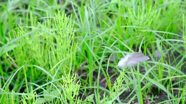 風に揺れる鳥の羽