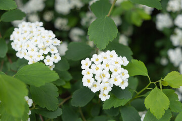 blooming hawthorn, small white flowers