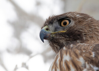 Close Up of a Red Tailed Hawk