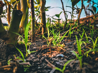 Plants, nature, green, agriculture, leaf, grass, soil