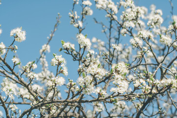 Blurred creative background of branches of apple tree in bloom, against blue sky. White flowers of fruit tree in spring
