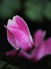 Fototapeta na wymiar Pink Bloom