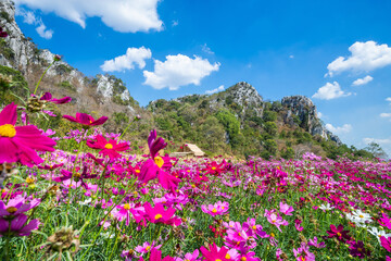 Obraz premium Pink vivid color blossom of Cosmos flower(Bipinnatus) in a field with rock mountains background and blue sky. Flower fields in Saraburi province ,Thailand. Beautiful flower background in spring season