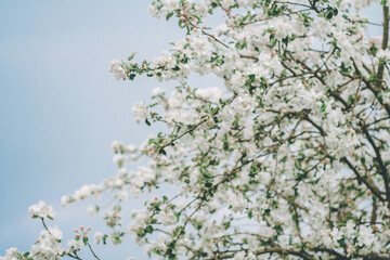 Blurred creative background of branches of apple tree in bloom, against blue sky. White flowers of fruit tree in spring