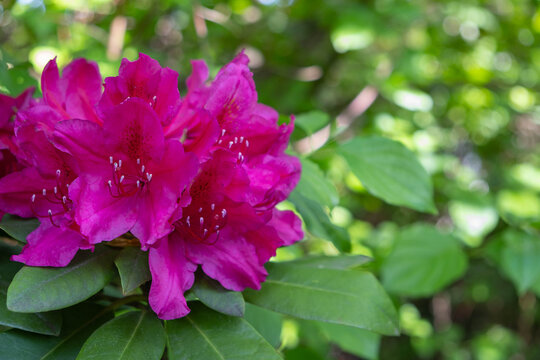 dark pink rhododendron flowering bush in the garden