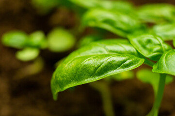 Beautiful green flower spice basil leaf close up