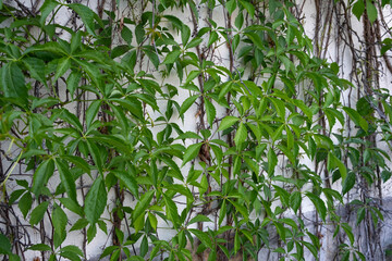 overgrown wall of the house with wild grapes, young shoots of plants