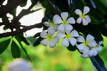 Plumeria are blooming beautifully.
