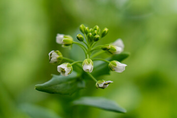 Beautiful green flower spice thyme close up