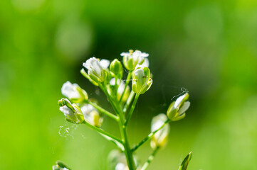 Beautiful green flower spice thyme close up