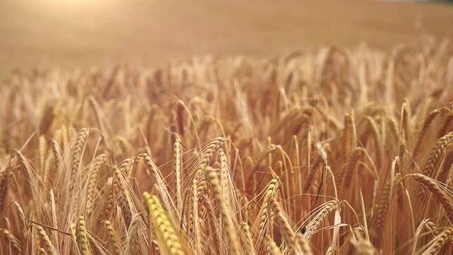 Amazing shot of an organic mature barley filed in a fam in summer. 