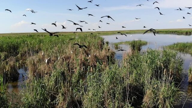 Kalmykia, a lake in the steppe. Waterfowl on their nests.