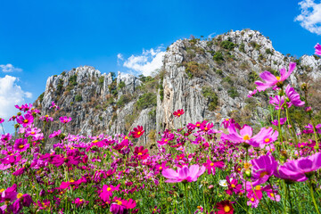 Pink vivid color blossom of Cosmos flower(Bipinnatus) in a field with rock mountains background and blue sky. Flower fields in Saraburi province ,Thailand. Beautiful flower background in spring season