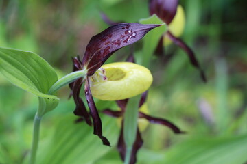 wild orchid in the forest
