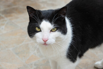 black and white cat looking directly at the camera