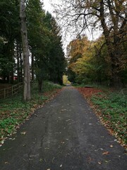 Obraz premium path in autumn park/forest