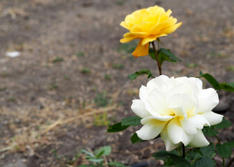 white and yellow rosebuds grow in the garden during the day. side view