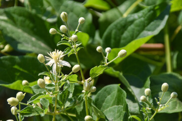 italian countryside and its natural beauties in detail