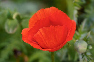 Obraz premium red poppy flower on blurry green background with green buds. High quality photo