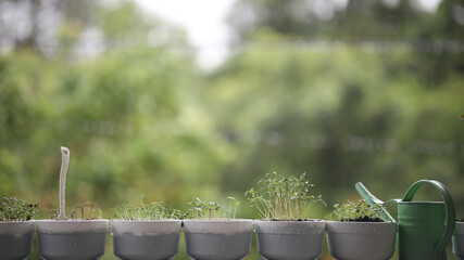 holy basil red amaranth and coriander vegetable plant growing