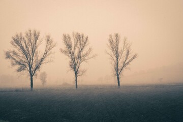 tree in fog