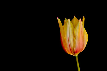 Fototapeta premium tulip on black background