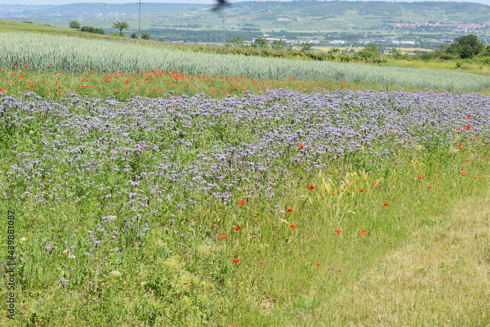 Canvas Prints Wildblumen am Weinberg, Nahetal