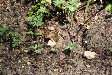 butterfly on the ground