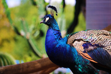 Obraz premium peacock with feathers
