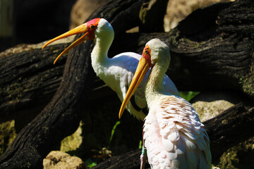 white pelican