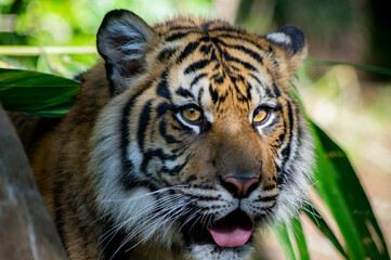 portrait of a Sumatran tiger