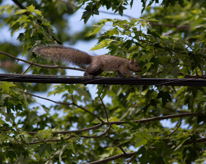 squirrel on powerline