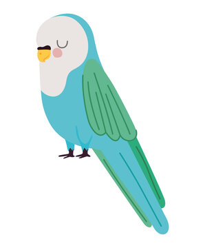 pretty parakeet design