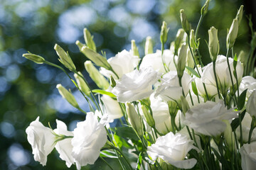 Close up of a bouquet of fresh white eustoma on a blur background sunny day. Bunch of flowers