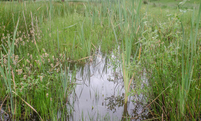 Schilf an eigenen kleinen Teich