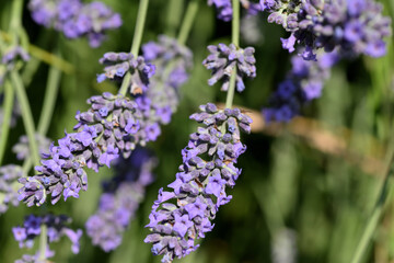 Obraz premium Fleur de lavande