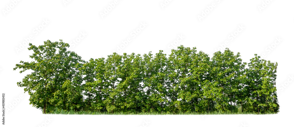 Leinwandbilder green trees isolated on white background. forest and leaves in summer rows of trees and bushes