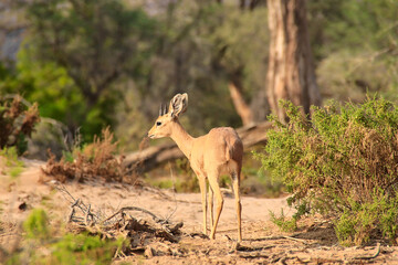 beautiful small antelope between lush bushes, Damara dik dik, tiny in size	
