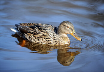 Ducks on the lake