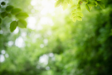 Fototapeta na wymiar Beanature view of green leaf on blurred greenery background in garden and sunlight with copy space using as background natural green plants landscape, ecology, fresh wallpaper.