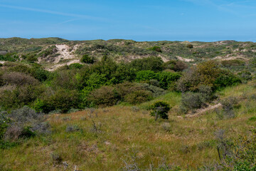 Fototapeta na wymiar grass, vegetation and sand patches in the dunes of Wassenaar.