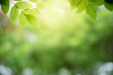 Beanature view of green leaf on blurred greenery background in garden and sunlight with copy space using as background natural green plants landscape, ecology, fresh wallpaper.