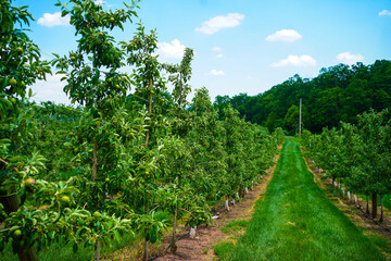 Fototapeta na wymiar Apple trees on a fruit farm